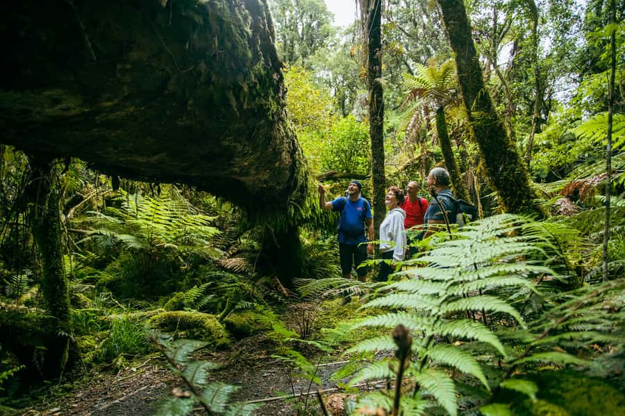 Fox Glacier: Half Day Walking & Nature Tour with Local Guide - Is it worth $65: value for a guided 3.5 hour glacier valley walk