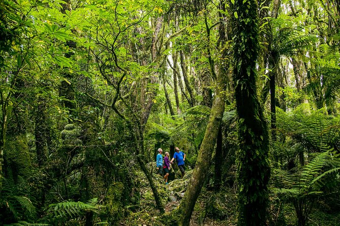 Fox Glacier Nature Tour - Key highlights to know before you go