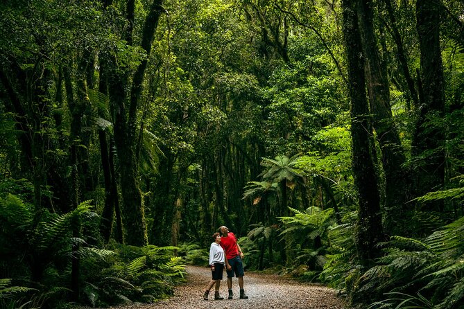 Fox Glacier Nature Tour - Price and value at about $68.26 per person