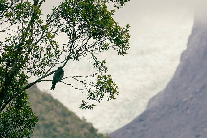 Fox Glacier Nature Tour - Gear you get for free: rain gear, umbrellas, poles, and baby carriers