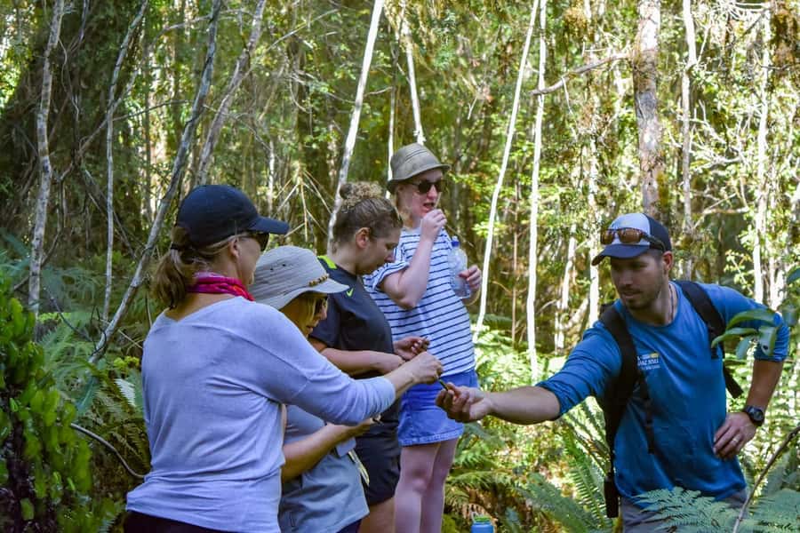 Franz Josef Glacier: 2.5-Hour Lake Mapourika Cruise and Walk - Key Highlights You Will Actually Feel