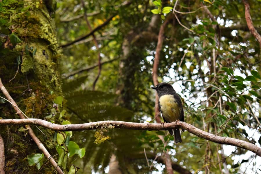 Franz Josef Glacier: 2.5-Hour Lake Mapourika Cruise and Walk - The Private Rainforest Walk: Short Track, Big Impact