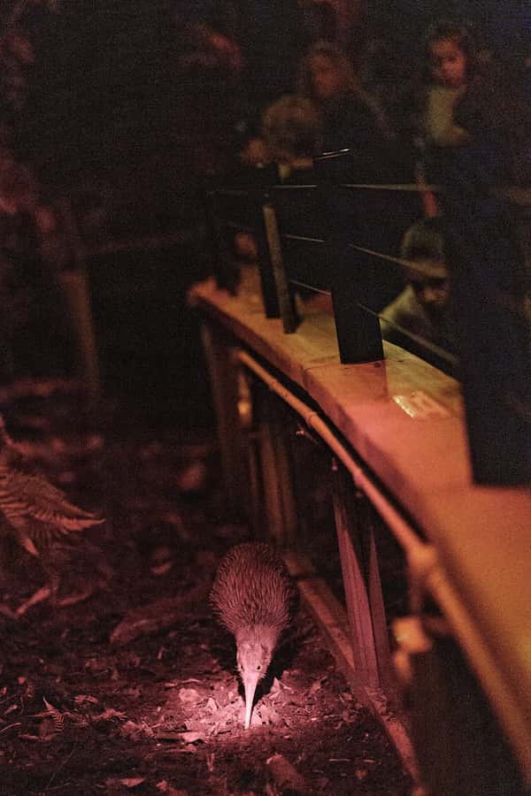 Franz Josef: West Coast Wildlife Centre Entry Ticket -48 hrs - West Coast Wildlife Centre in Franz Josef: small site, big conservation focus