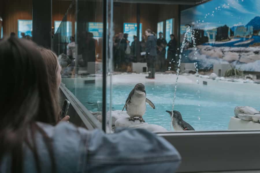 Franz Josef: West Coast Wildlife Centre Entry Ticket -48 hrs - Kiwi incubation and the no-glass nocturnal viewing room