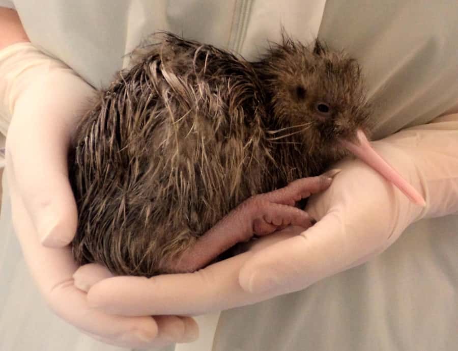 Franz Josef: West Coast Wildlife Centre Entry Ticket -48 hrs - Where the Franz Josef stories fit in
