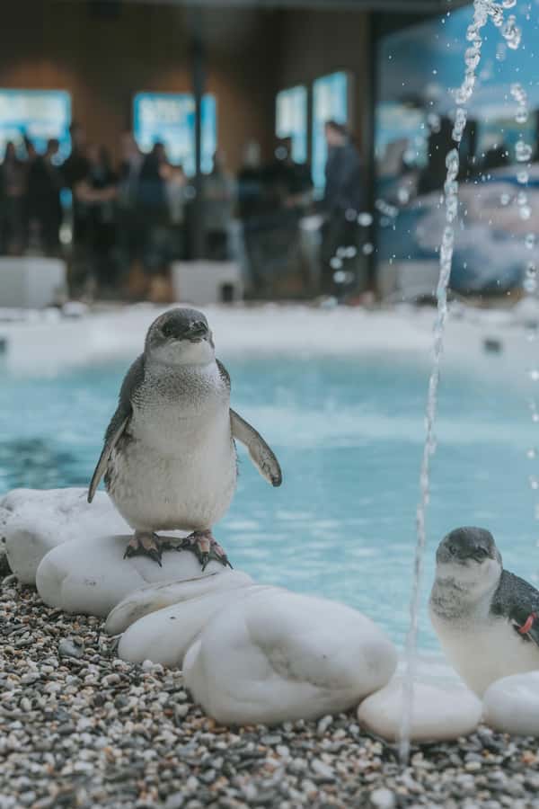 Franz Josef: West Coast Wildlife Centre Entry Ticket -48 hrs - Your 48-hour pass: how to plan two days without feeling rushed
