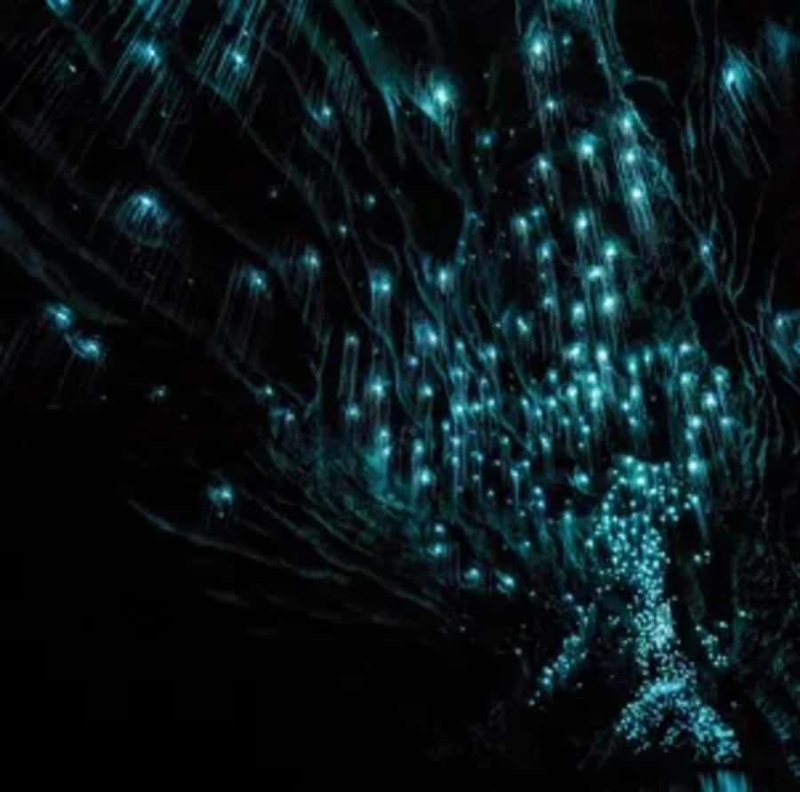 From Auckland: Day Trip to Waitomo Glow Worm Caves - Should You Book This Auckland to Waitomo Glowworm Caves Tour?