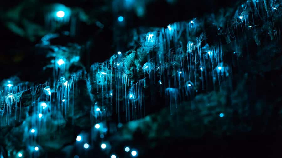 From Auckland: Day Trip to Waitomo Glow Worm Caves - Glowworms Under the Cave Roof, Plus the Real New Zealand Story