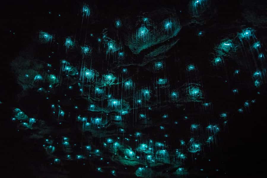 From Auckland: Day Trip to Waitomo Glow Worm Caves - The Underground River Boat Ride: Flat-Bottom, Starry Canopy, Quiet Wonder