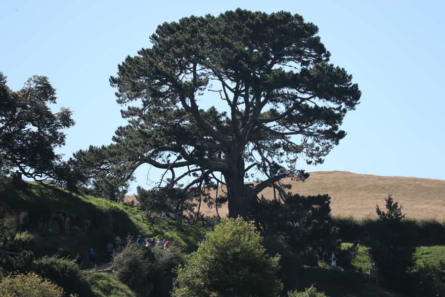 From Auckland: Hobbiton Afternoon Tour - Should You Book This Hobbiton Afternoon Tour From Auckland?