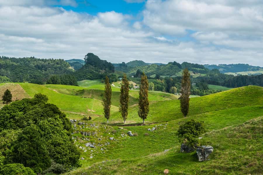 From Auckland: Hobbiton and Waitomo Day Tour with Lunch - Green Dragon drink and the Party Marquee buffet lunch