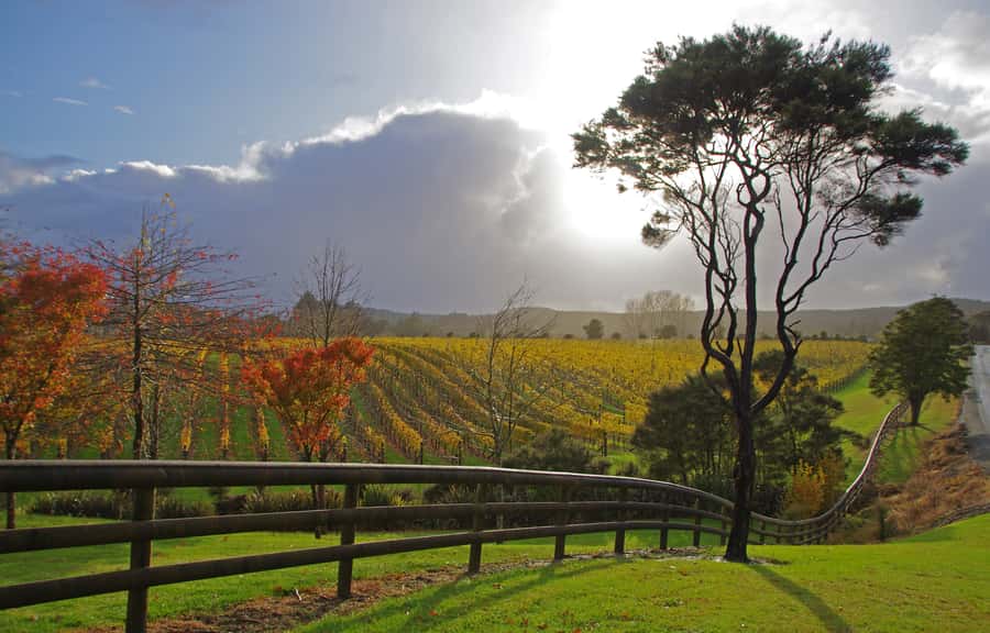 From Auckland: Small Group Kumeu Wine Tour with Lunch - The Drive From Auckland City Into Kumeu Wine Country