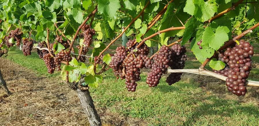 From Auckland: Small Group Kumeu Wine Tour with Lunch - Soljans Vineyard: First Tastings Plus a Vineyard Lunch That Actually Feels Like a Lunch