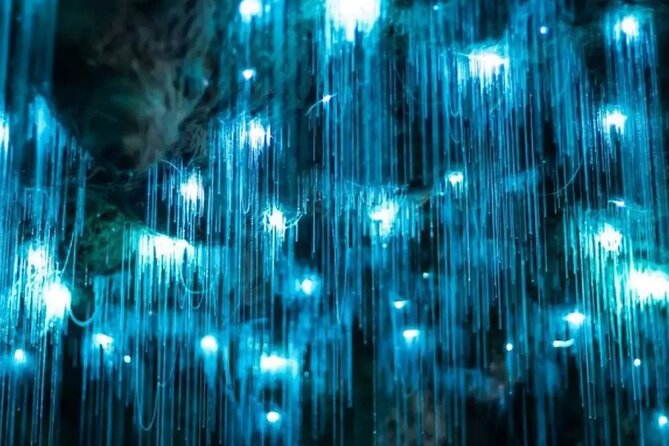From Auckland: Spellbound, Waitomo Glowworm Cave Small Group Tour - Timing Reality Check: The 8 to 9 Hours That Can Become Longer