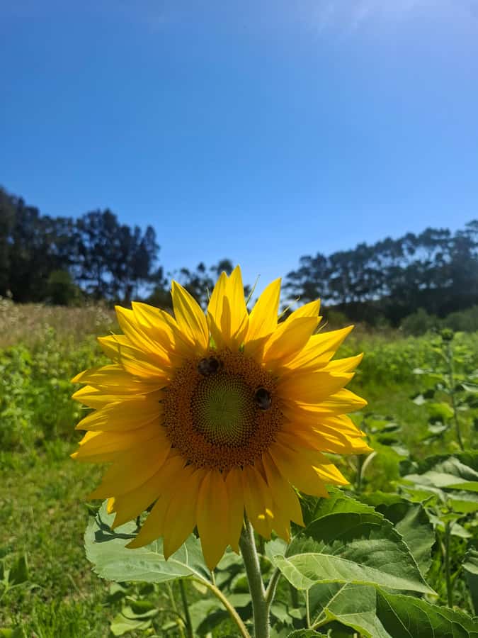 From Auckland: Waiheke Island Sip & Savour Tour with Lunch - Oneroa Village and that first coffee stop
