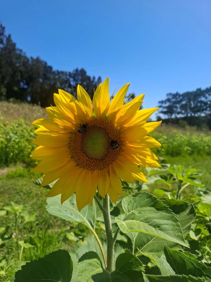 From Auckland: Waiheke Island Wine Cellar Tour - Lunch Stop: Good Break, Separate Cost