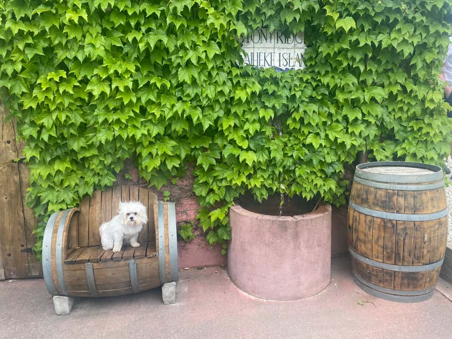 From Auckland: Waiheke Island Wineries' Tour - Should you book this Waiheke Island wineries tour?