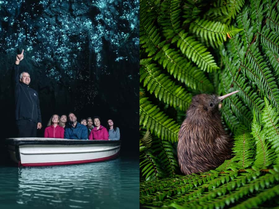 From Auckland: Waitomo Caves and Kiwi House Group Tour - Ruakuri Caves: the spiral entrance, glowworms, and limestone you can’t fake