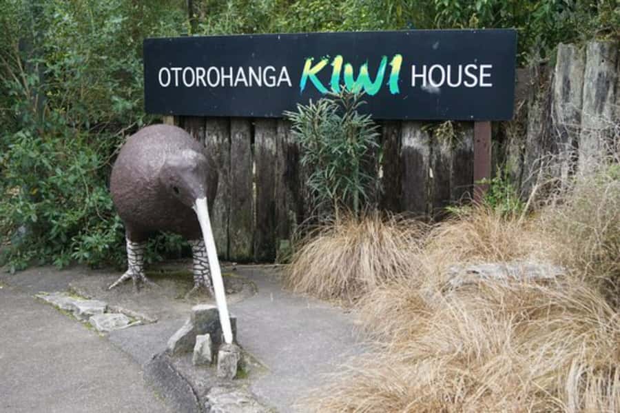 From Auckland: Waitomo Caves and Kiwi House Group Tour - Lunch timing: the part that decides whether you feel relaxed or rushed