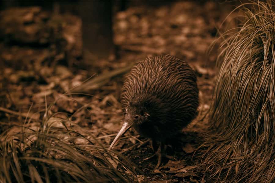 From Auckland: Waitomo Caves and Kiwi House Group Tour - How the Auckland pickup and ride really affect your day