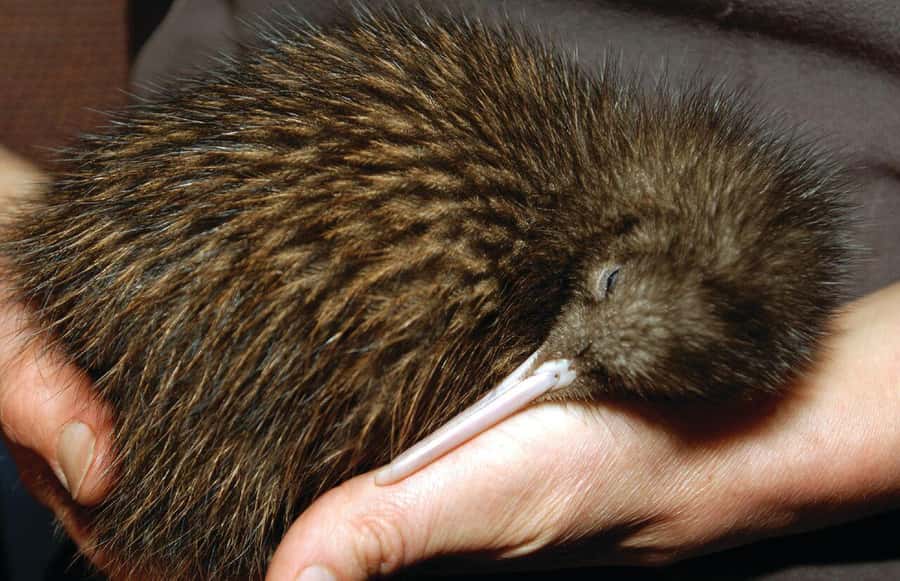 From Auckland: Waitomo Glow Worm Caves & Rotorua Tour - Who this tour suits best, and who should think twice