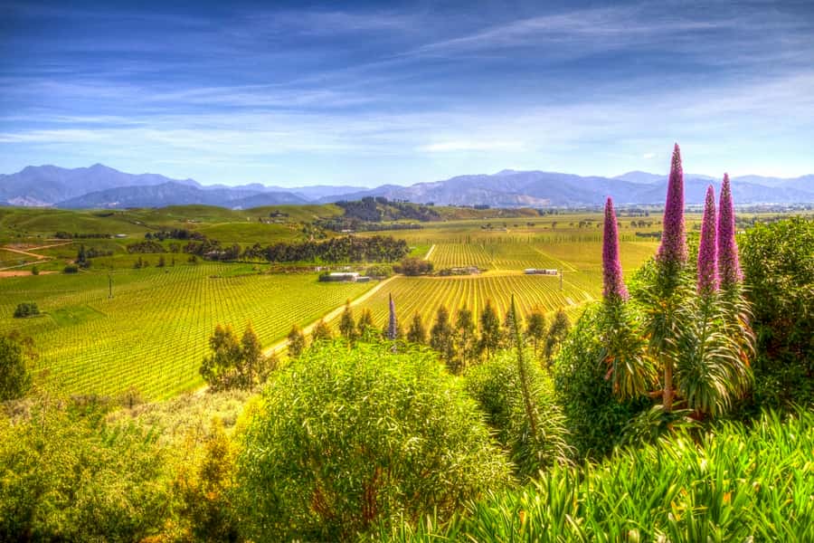 From Blenheim/Picton: Marlborough Gourmet Wine Tasting Tour - Marlborough in a small van, not a big bus