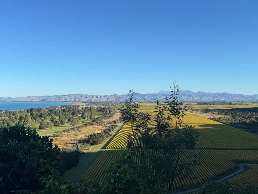 From Blenheim/Picton: Marlborough Gourmet Wine Tasting Tour - Getting from Picton or Blenheim, and why timing matters