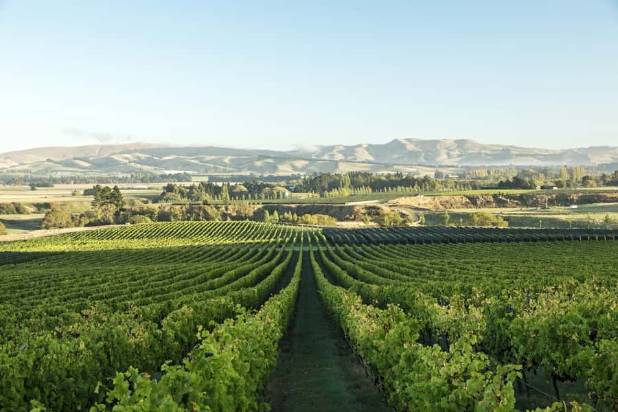 From Christchurch: Guided Local Wine Tours in Waipara - Christchurch pickup, then a relaxed drive in a luxury MPV