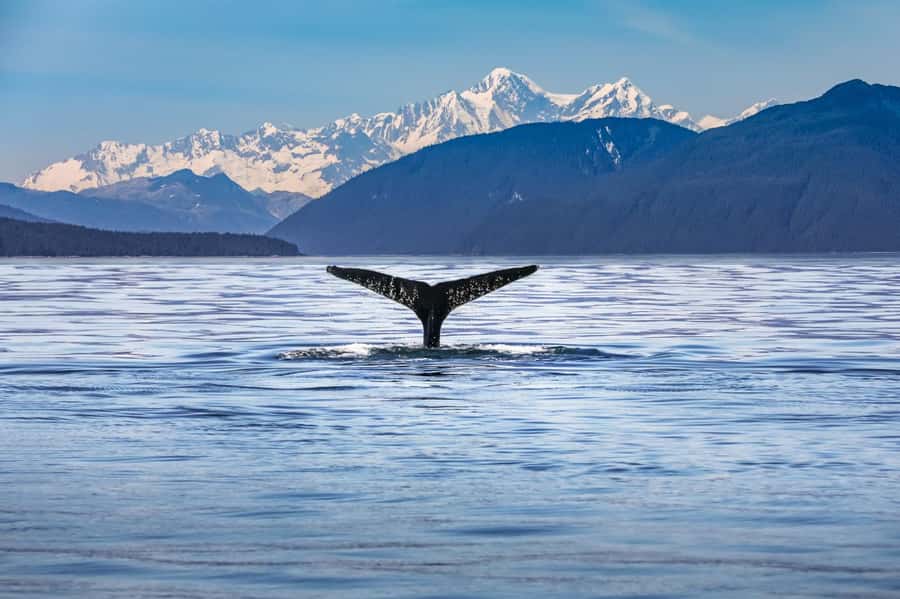 From Christchurch: Kaikōura Day Tour With Dolphin Encounter - Christchurch to Kaikōura, in One Long Scenery Sprint