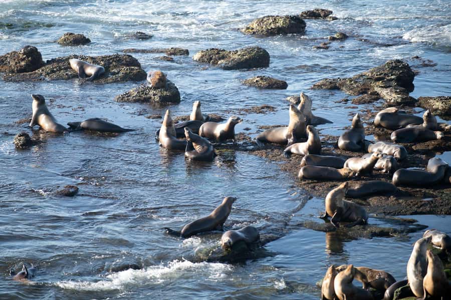 From Christchurch: Kaikōura Day Tour With Dolphin Encounter - Lunch That Keeps the Day Moving