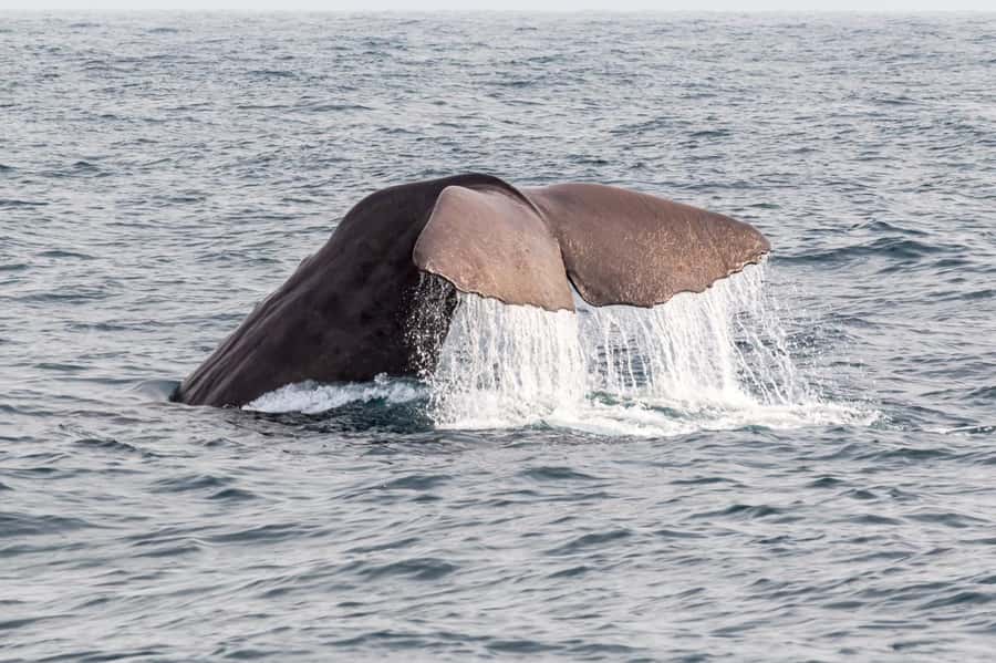 From Christchurch: Kaikōura Day Tour With Dolphin Encounter - Wildlife Beyond the Dolphins