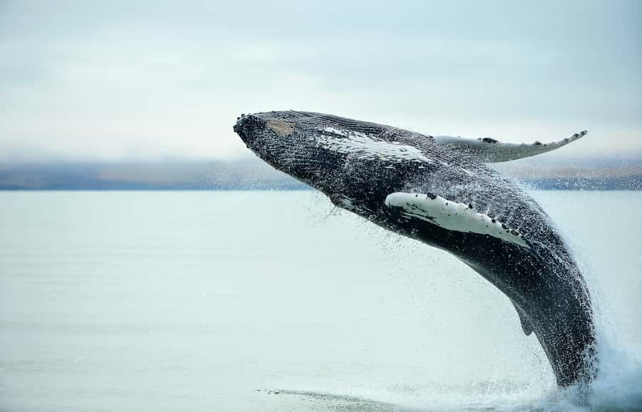 From Christchurch: Kaikōura Day Tour with Whale Watching - Christchurch to Kaikōura: a long day made smoother by small-group comfort
