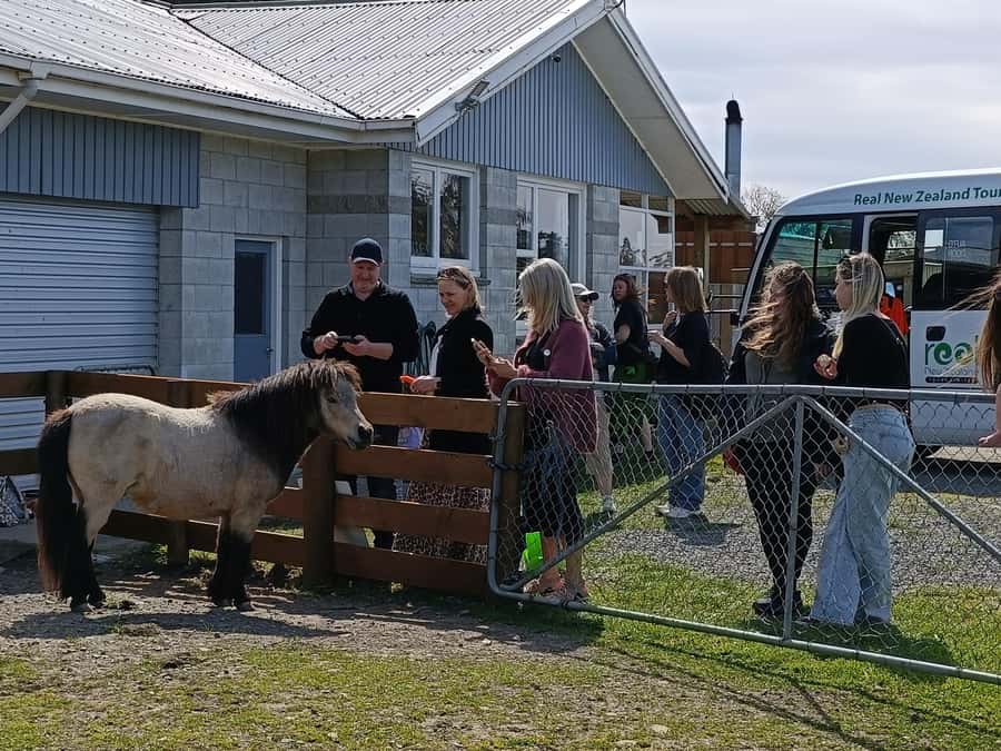 From Christchurch: Sheep Farm Day Trip with Lunch & Winery - Key Points to Know Before You Go