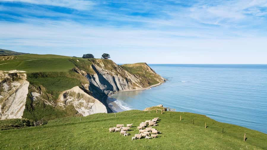 From Christchurch: Sheep Farm Day Trip with Lunch & Winery - A Working Sheep Farm With Ocean Views, Not a Staged Show