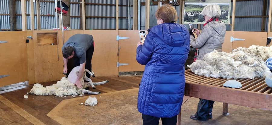 From Christchurch: Sheep Farm Day Trip with Lunch & Winery - Back in Christchurch: Hagley Park, Avon River, and the Cardboard Cathedral