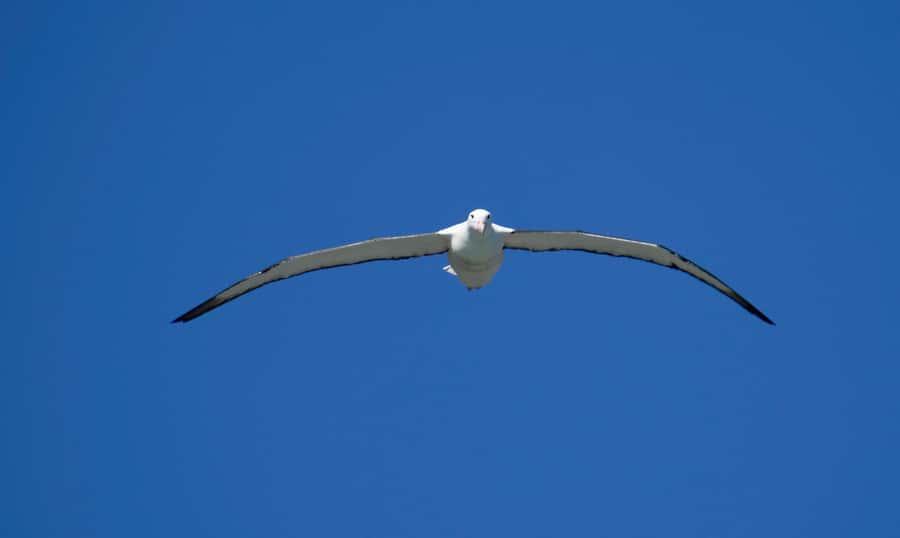 From Dunedin: City, Otago Peninsula & Albatross Guided Tour - Meeting up in the morning: cruise terminal timing vs The Octagon