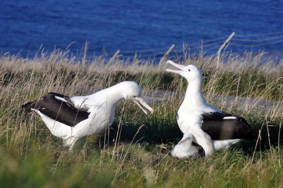 From Dunedin: City, Otago Peninsula & Albatross Guided Tour - Guide impact: what makes Asta, Teresa, and Scott-style hosting matter