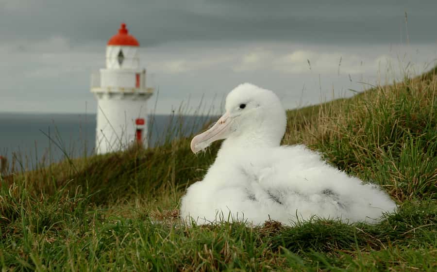 From Dunedin: City, Otago Peninsula & Albatross Guided Tour - Price and value for $191: what you’re paying for