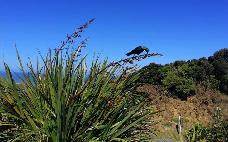 From Greymouth: Highlights West Coast Day Tour - Starting in Greymouth: A Route That Packs a Lot In