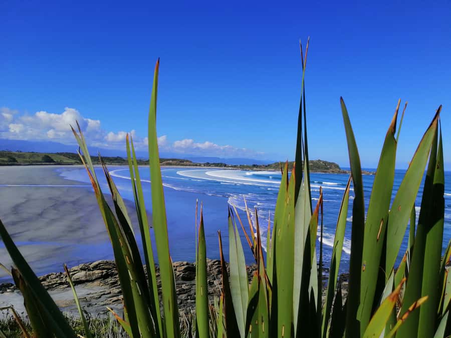 From Greymouth: Highlights West Coast Day Tour - Punakaiki Pancake Rocks Walk: Where the Coast Turns Strange (In a Good Way)