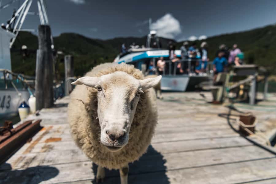 From Havelock: Marlborough Sounds Mail Boat Full-Day Cruise - Quick hits from the Pelorus mail run