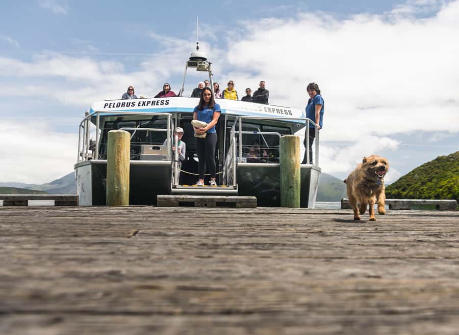 From Havelock: Marlborough Sounds Mail Boat Full-Day Cruise - From Havelock to Pier B: boarding with a simple setup
