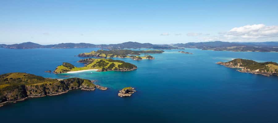 From Paihia: Scenic Cruise with Roberton Island Stopover - Wildlife spotting, dolphins and penguins from the water