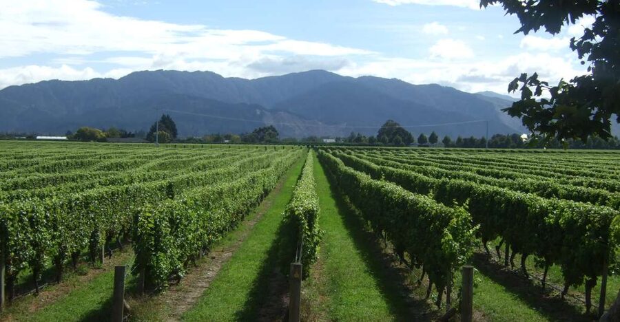 From Picton: Marlborough Wine Trip Shore Excursion - Lunch at the vineyard restaurant: plan for the extra spend