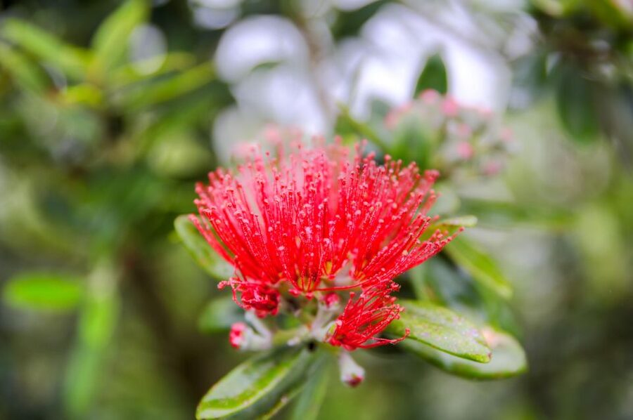 From Port Chalmers: Small Group Castle, Coast & City Tour - Otago Peninsula: wildlife capital drives and real coastline views