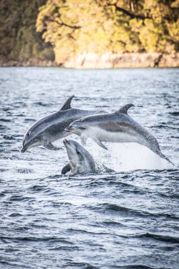 From Queenstown: Doubtful Sound Wilderness Day Trip - Key takeaways before you go