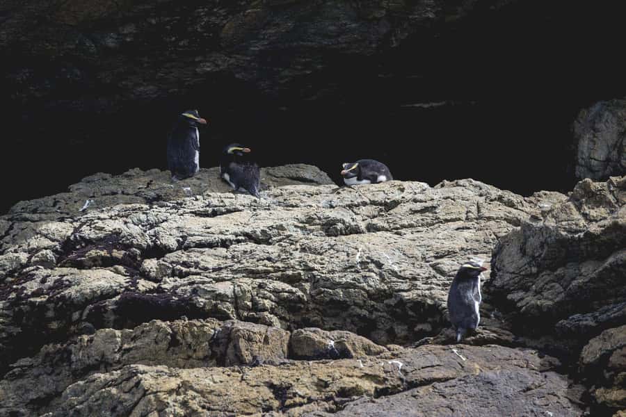 From Queenstown: Doubtful Sound Wilderness Day Trip - Wildlife spotting: dolphins, seals, and penguins without pressure