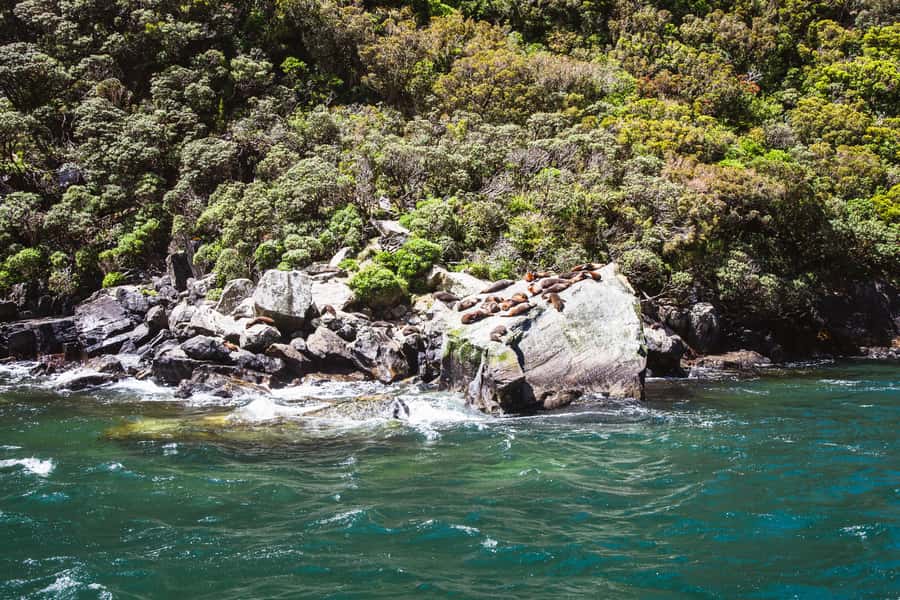 From Queenstown: Milford Sound Cruise and Scenic Drive - Should you book this From Queenstown to Milford Sound tour?