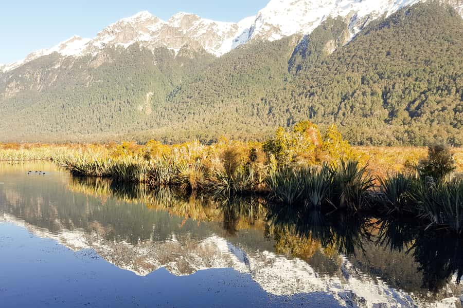 From Queenstown: Milford Sound Premium Day Tour and Cruise - Mirror Lakes and the short rainforest walk that actually fits the day