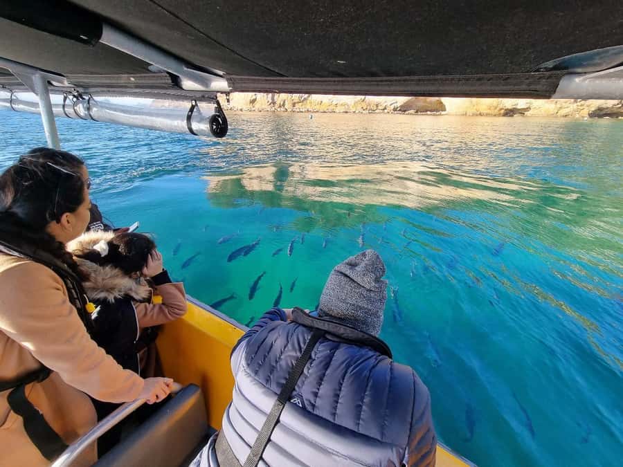 From Tairua: 2 Hour Cathedral Cove Tour with Local Guide - Cathedral Cove Marine Reserve: arch photos and real swim potential